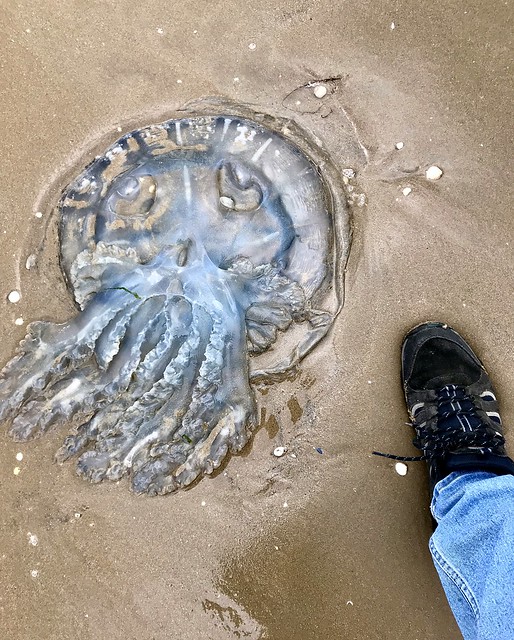 Alien Jellyfish washed up on the beach - Llansteffan beach walkabout.