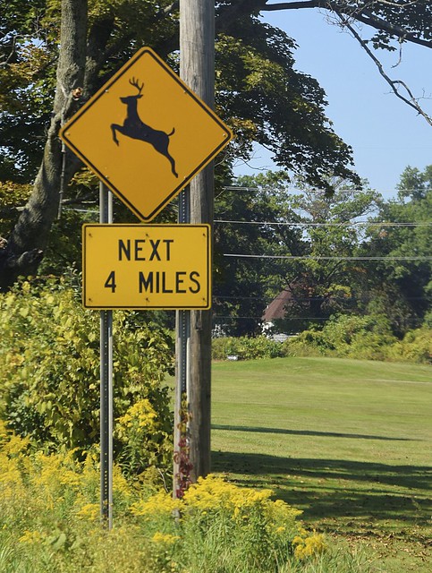 Deer Crossing (Rt. 96 Trumansburg Rd., NY)