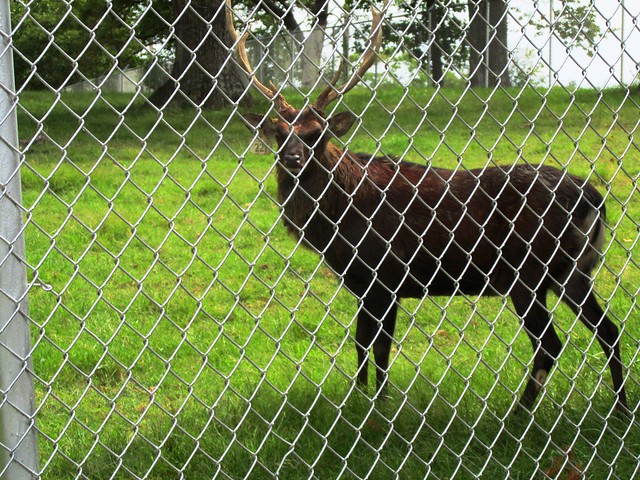 Deer at Grant's Farm