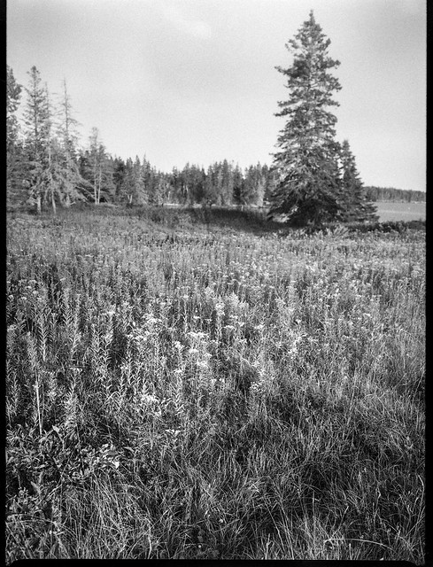 tall spruce tree, wildflowers, meadow, distant harbor, Owl's Head, Maine, Mamiya 645 Pro, mamiya sekor 45mm f-2.8, Arista.Edu 400, HC-100 developer, 9.7.19