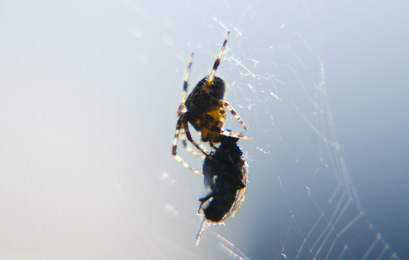 Packed lunch (spider/fly)