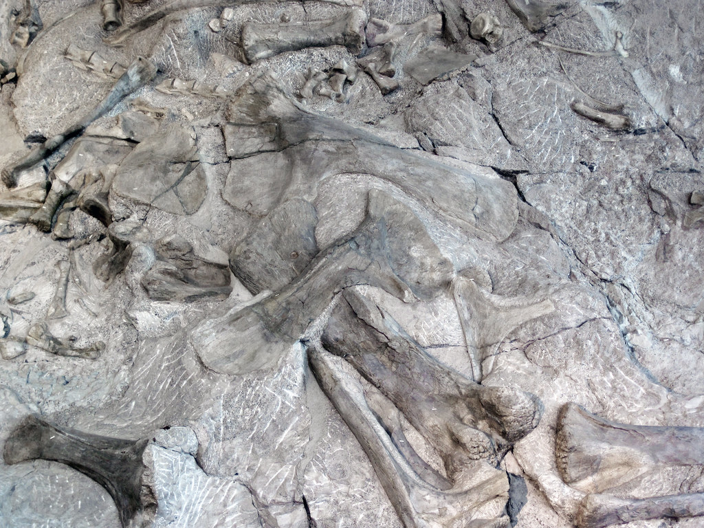 Utah Bagged/Labelled - Morrison Formation Jurassic Fossil Dinosaur Bone 