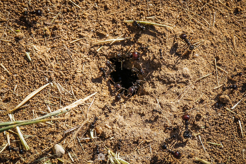 Hormigas soldado protegiendo un hormiguero en Gallecs