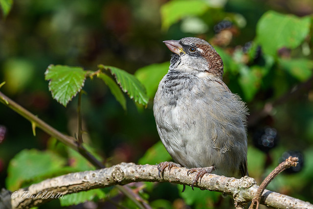 House Sparrow (m) (Passer domesticus)