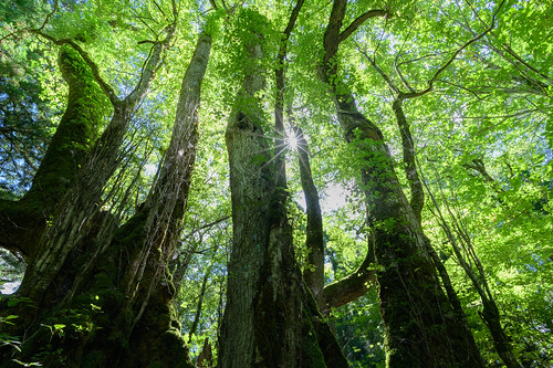 美方町 兵庫県 japan 森林 forest