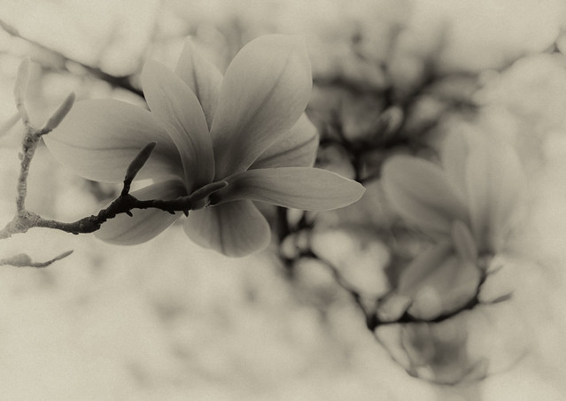 magnolia in sepia