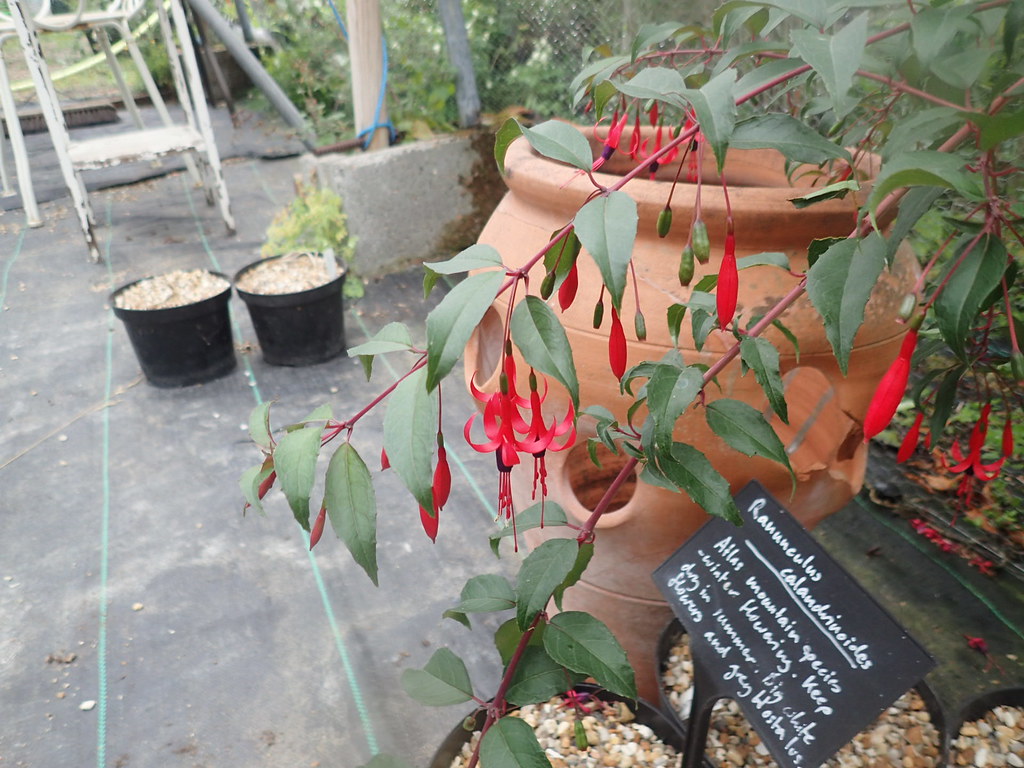 Fuchsia regia