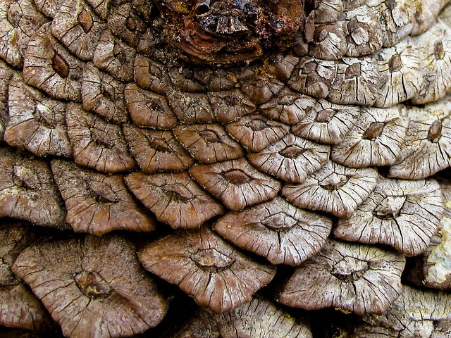 Close up on a pine cone - Gros plan sur pomme de pin