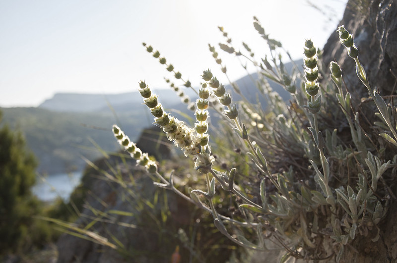 Greek Mountain Tea - www.teapro.co.uk