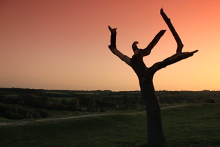 Dead limb at dusk, St Catherine's Hill, Winchester