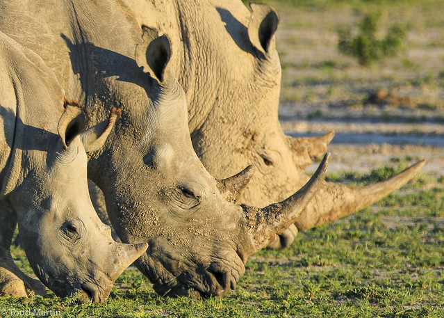 White rhinos grazing in Botswana.