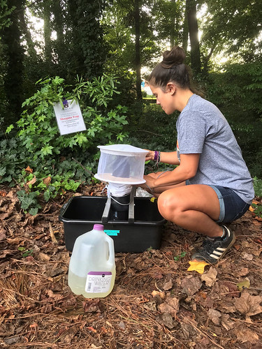 Nicole Castaneda places a mosquito trap