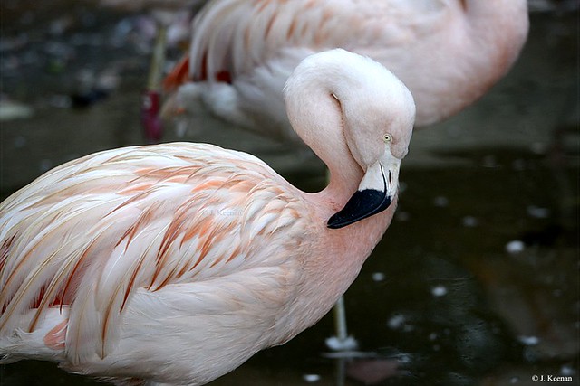 Chilean Flamingo - Phoenicopterus chilensis