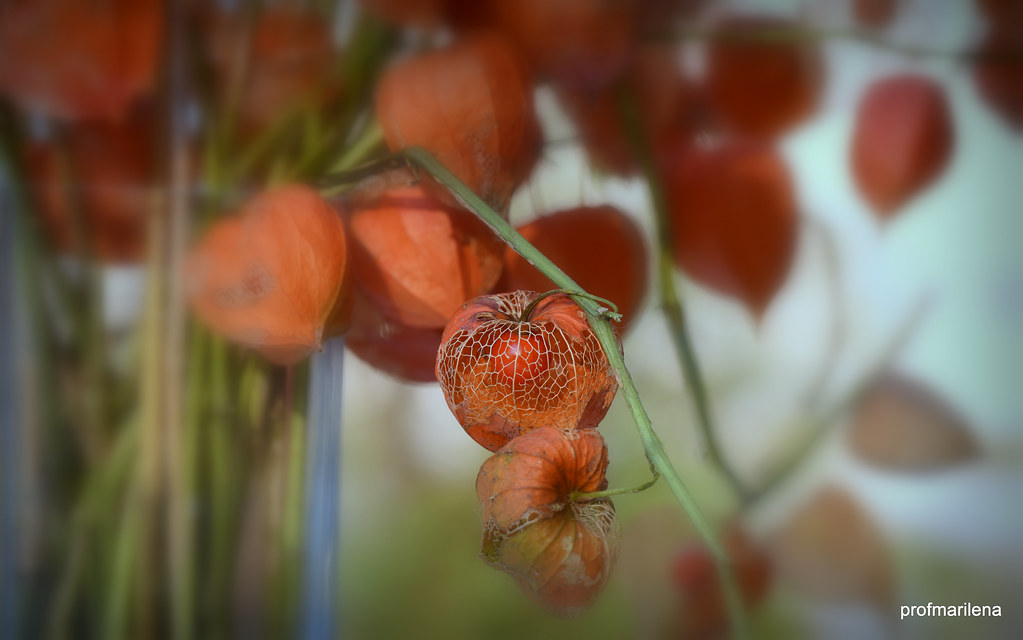DSC_5193 my physalis in the evening light , softly blurred