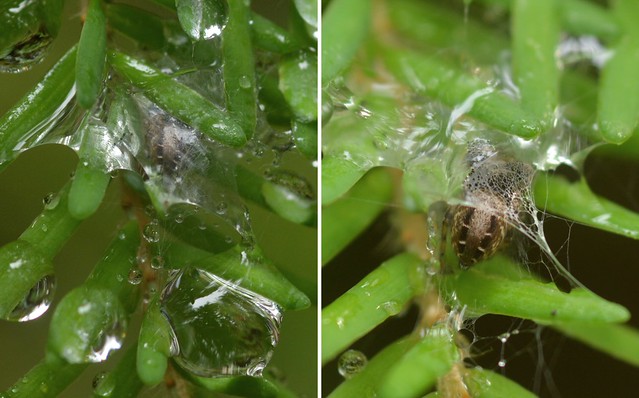 Jumping Spider staying dry under an open-mesh web