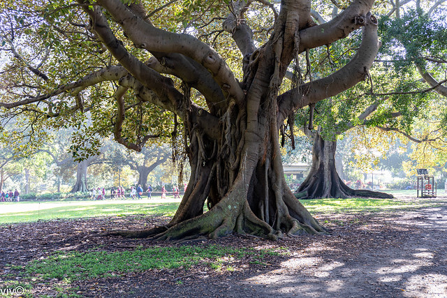 Amazing Moreton Bay Fig tree with buttress and aerial roots -  on Explore 26 Sep 2019