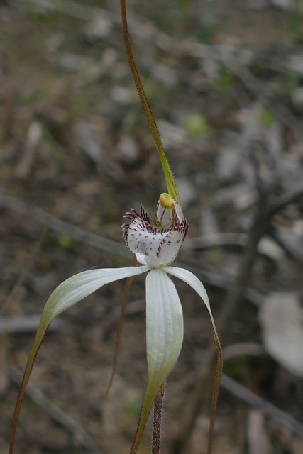 Caladenia venusta - Large White Spider Orchid