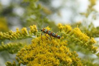 2019-09-26. Ailanthus Webworm Moth