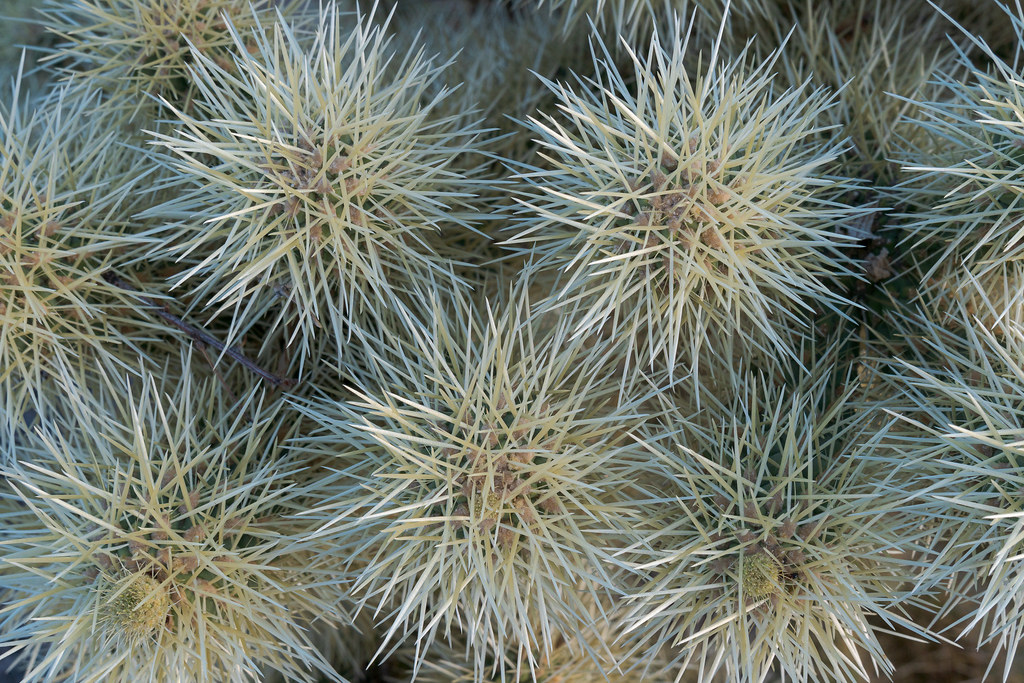 An overhead view of a dense bed of spines of a teddy bear cholla at Prairie Falcon Overlook in the Tom's Thumb area of McDowell Sonoran Preserve in Scottsdale, Arizona in April 2018