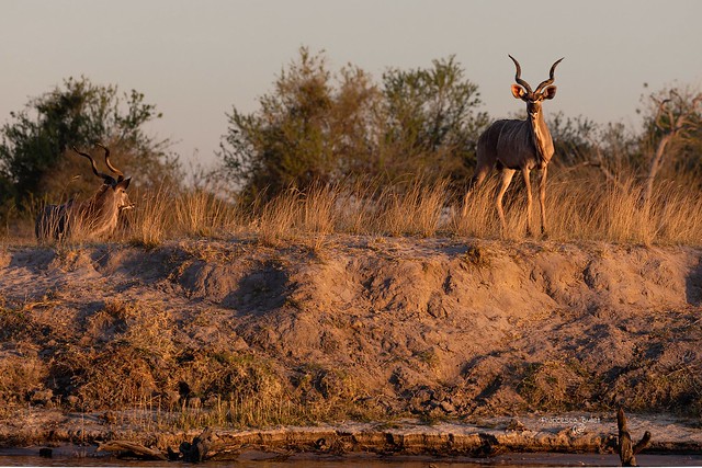 Namibia - Chobe National Park