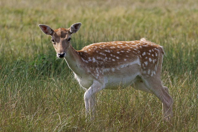 Fallow Deer  (Dama dama) - Suffolk.