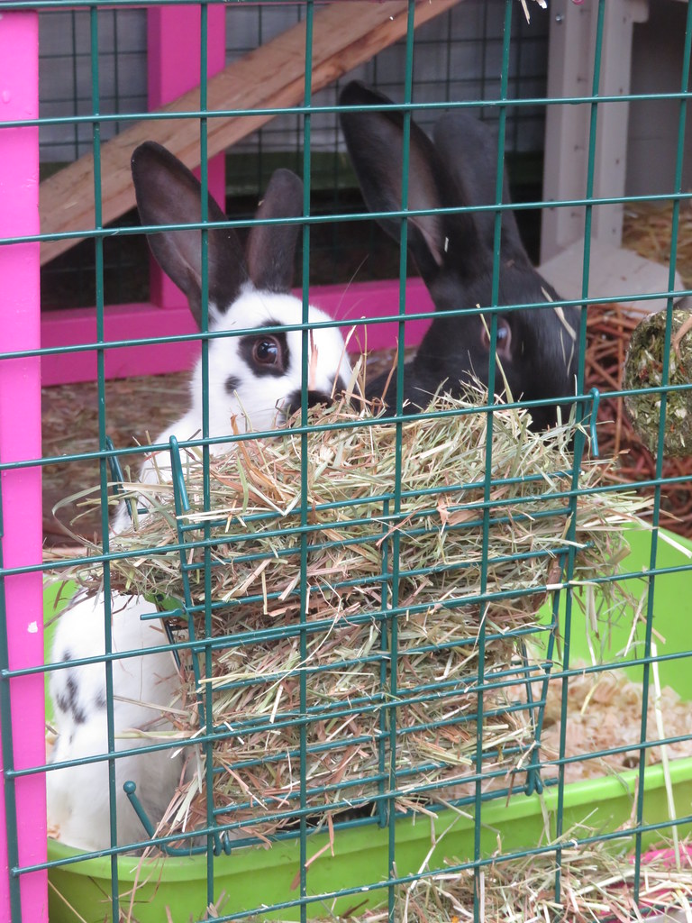Flickr Rabbit Farm Rabbits | Flickr