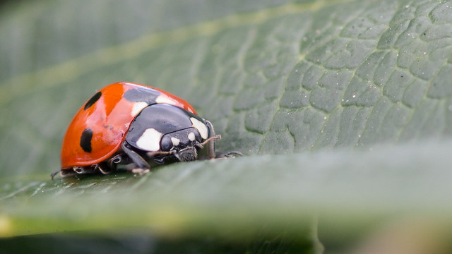 Ladybug, Ladybird?