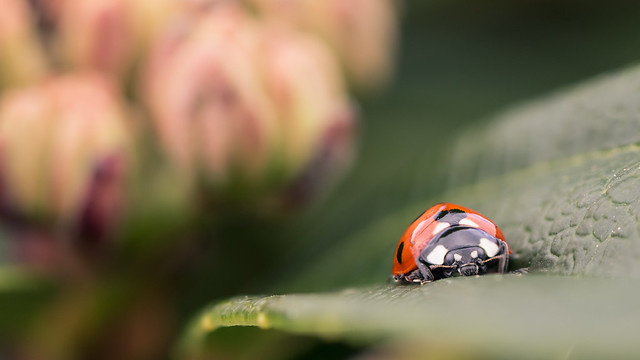 Ladybird, Ladybug?