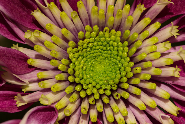 Violet Chrysanthemum