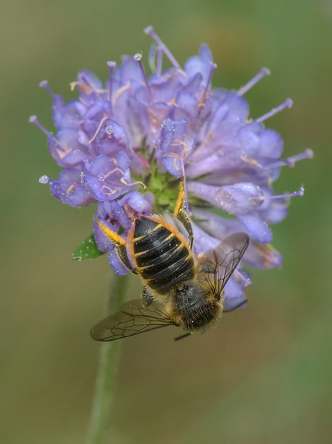 Megachile centuncularis f