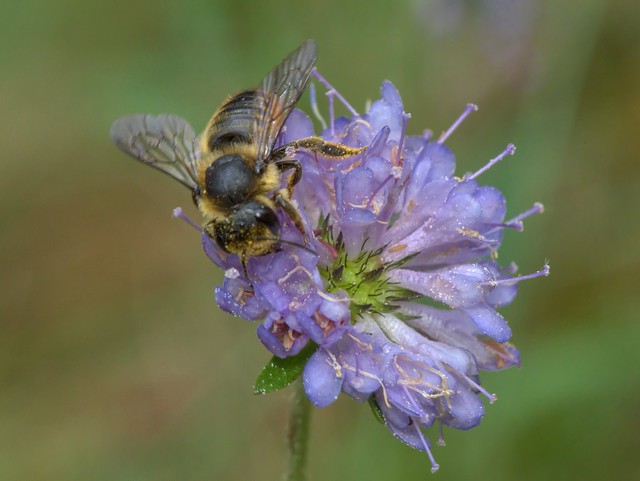 Megachile centuncularis f