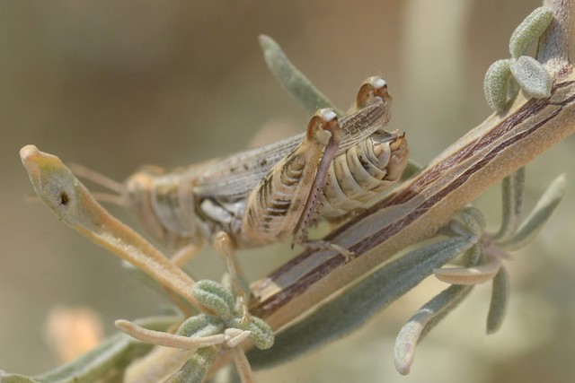 Rear end of a handsome grasshopper on Sagebrush