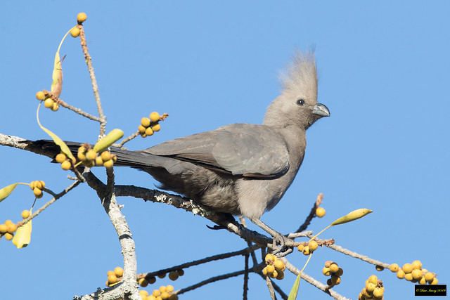 Grey Go-away-bird (Corythaixoides concolor concolor)