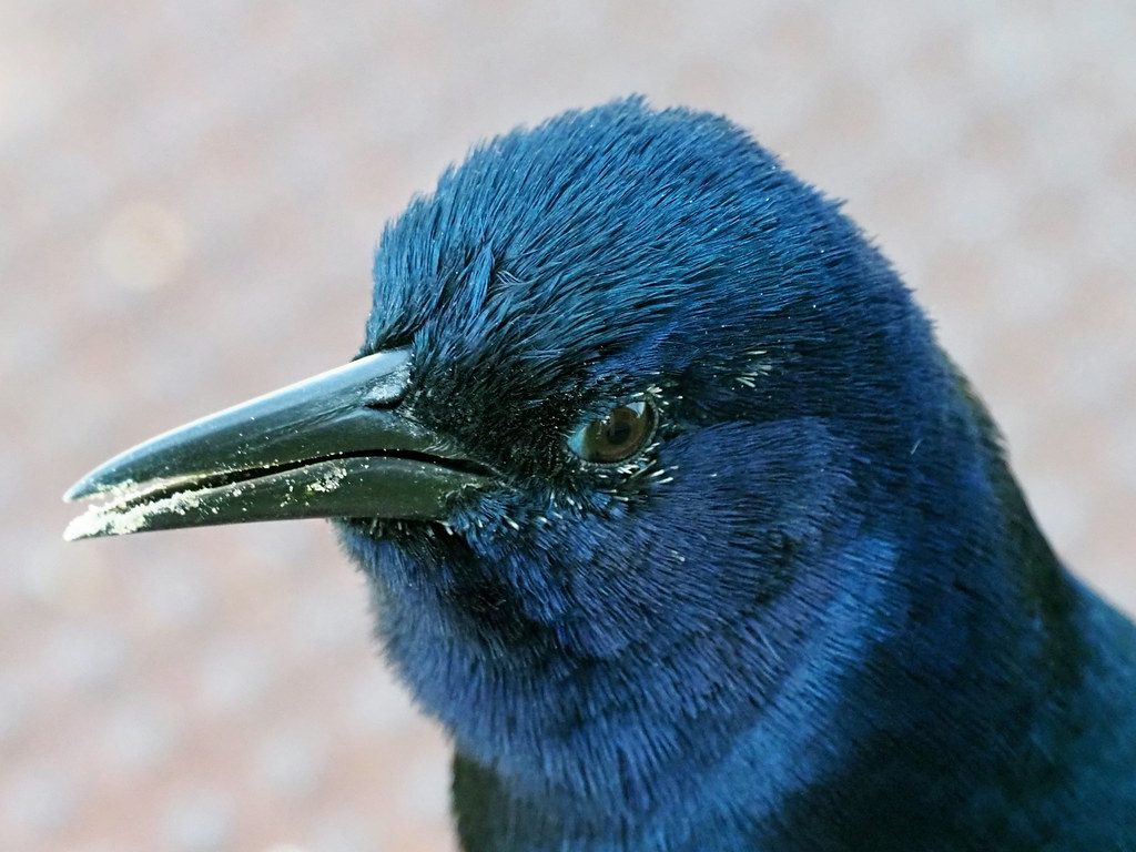 Crowshead Color Crows Head | Deborah J. Howell | Flickr