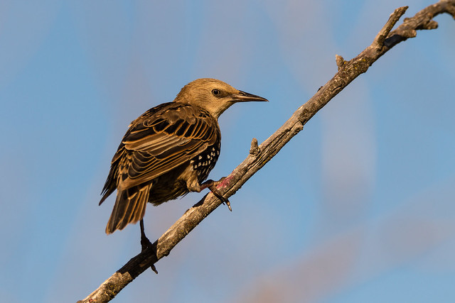 European Starling (Sturnus vulgaris) Immature