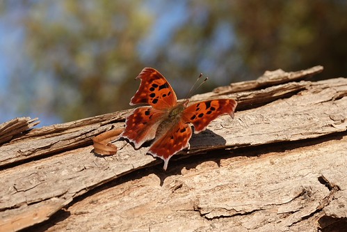 Question Mark | by jdf_92