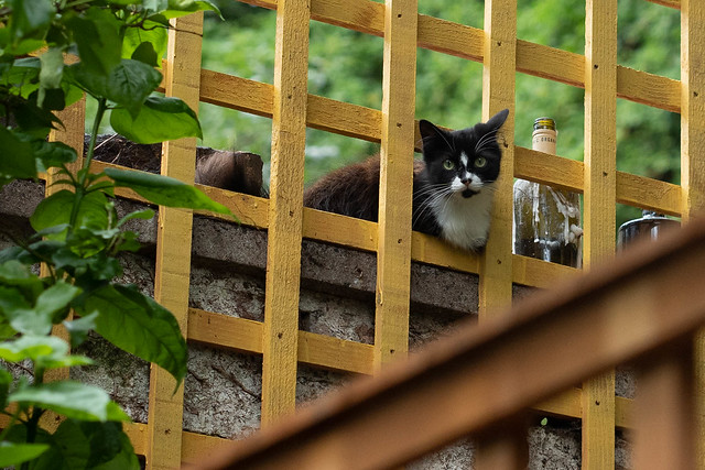 Cat Fence Friday