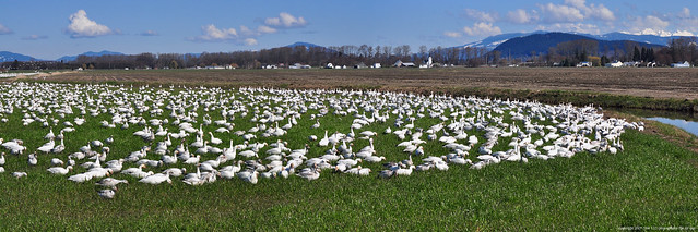2012-03-23 Snow Geese Panorama (3072x1024)