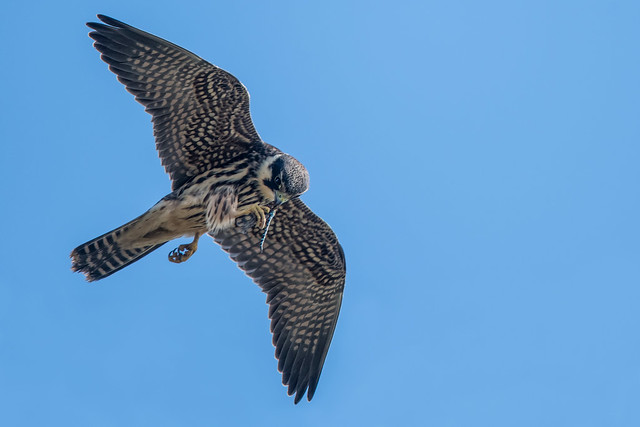 Hobby eating a dragonfly