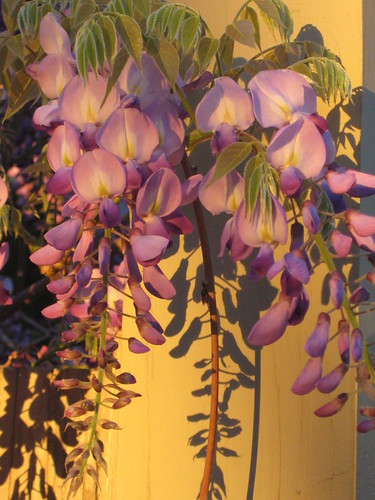 Wisteria at Sunset by raaen99, Spring must be in the air.  When I took a late afternoon stroll yesterday, I walked past a wisteria 
