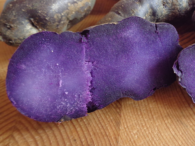 Violette Trüffelkartoffel alte Kartoffelsorte blaue Urkartoffeln
