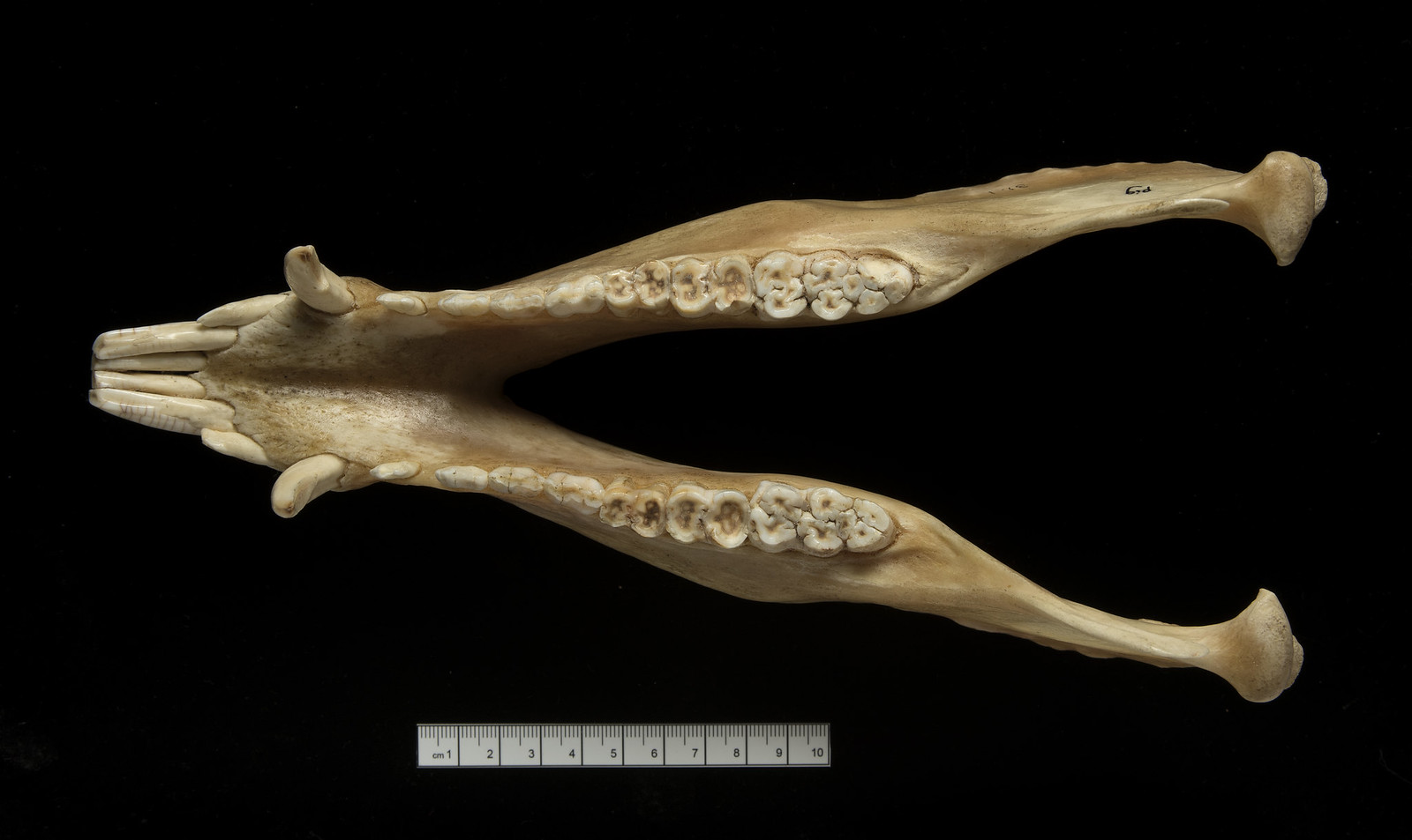 Picture of a pig jaw. The pre-molars and molar teeth show some similarity to human teeth