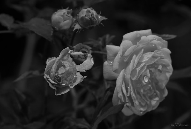 Rose (5)