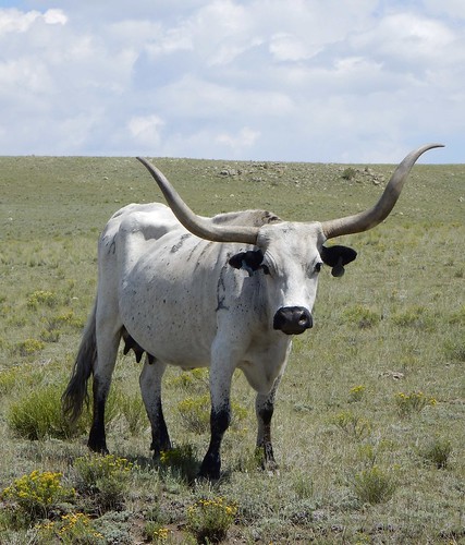 animals colorado 2017 usa landscapes flickr cows unitedstatesofamerica gps mammals