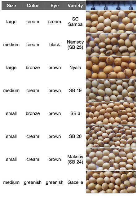 Improved soybean varieties
