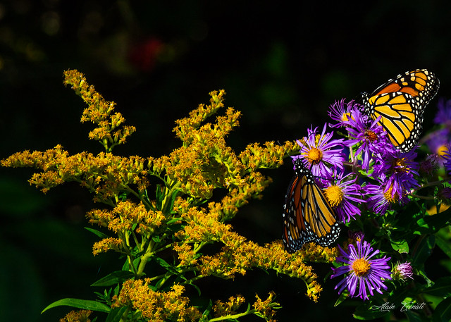 Monarch Butterflies on Aster flowers