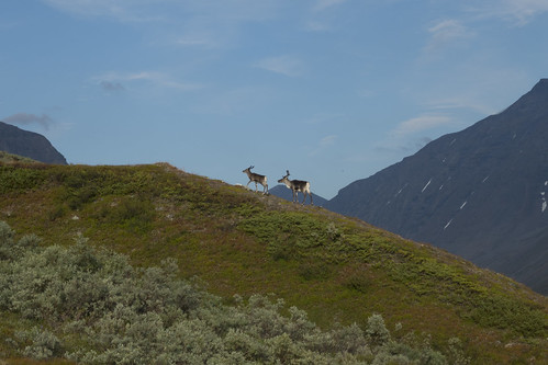 sweden sarek reindeer