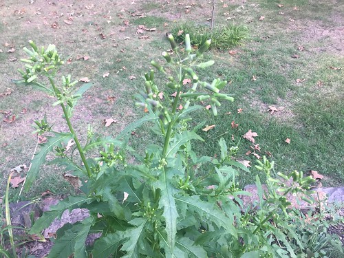 Erechtites hieraciifolius American Burnweed