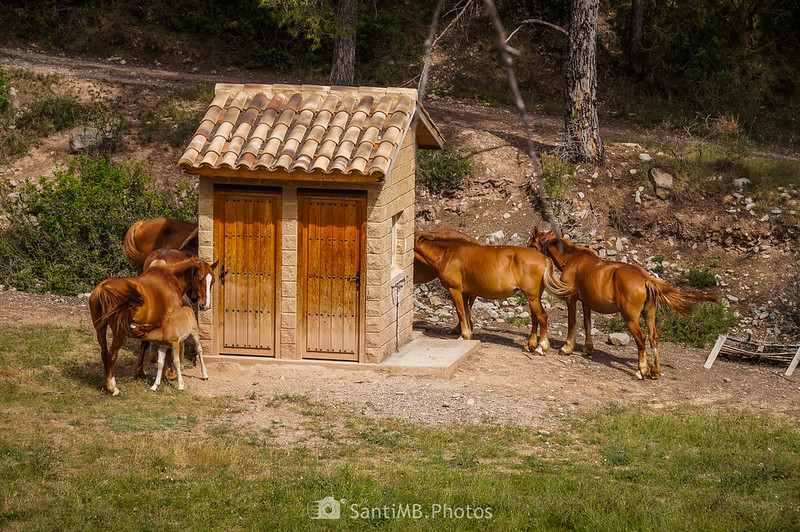 Caballos en el Camp del Rector de Coaner