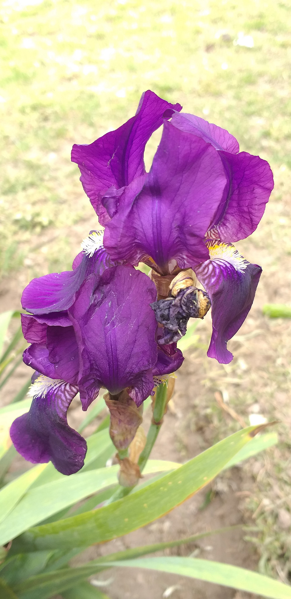 00905 LIRIO BARBADO: Iris germanica – Repositorio Digital: Flora de la  Mitad del Mundo, UETMM